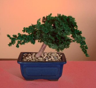 unknown Preserved Juniper Bonsai Tree - Windswept Style<br>(Preserved - Not a living tree)