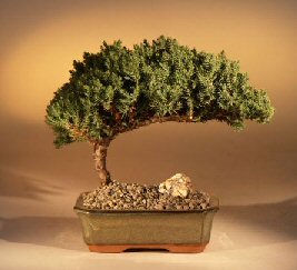 unknown Juniper Bonsai Tree - Medium<br><i>(Juniper Procumbens nana)</i>