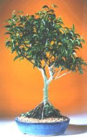 Root over Rock Ficus  (Ficus Natasha)