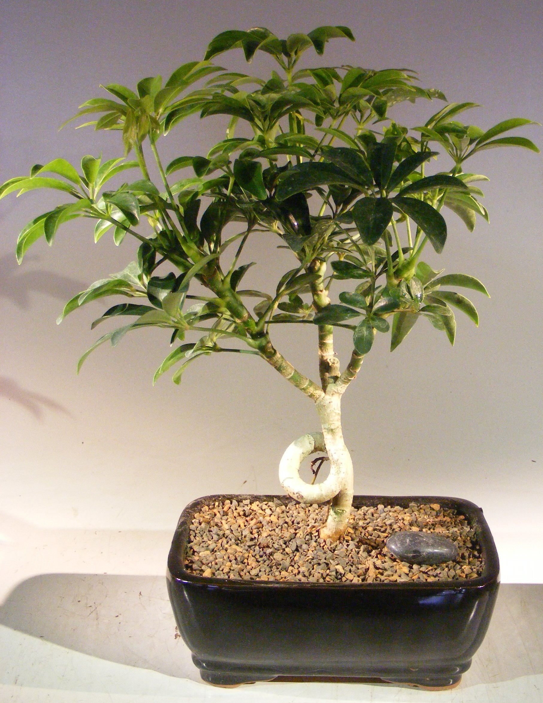 unknown Hawaiian Umbrella Bonsai Tree - Medium<br>Coiled Trunk Style<br><i>(Arboricola Schefflera 'Luseanne')</i>