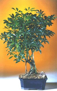 unknown Hawaiian Umbrella Bonsai Tree - Medium<br><i>(Arboricola Schefflera 'Luseanne')</i>