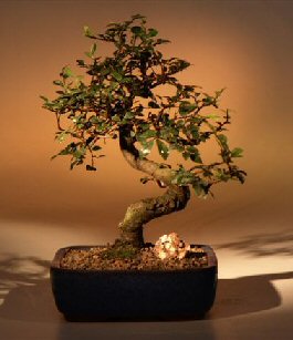 unknown Chinese Elm Bonsai Tree - Medium<br><i></i>Curved Trunk Style<br><i>(Ulmus Parvifolia)</i>