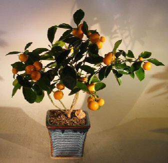 unknown Orange Citrus Bonsai Tree<br><i>(Calamondin Orange)</i>