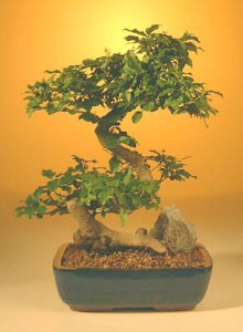 unknown Flowering Ligustrum Bonsai Tree - Large<br>Curved Trunk Style<br><i>(ligustrum lucidum)</i>