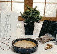 unknown Starter Kit - Juniper Procumbens<br>Make Your Own Bonsai Tree
