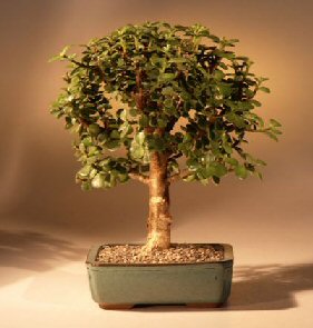 unknown Baby Jade Bonsai Tree - Medium<br><i>(Portulacaria Afra)</i>