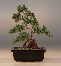 unknown Juniper Karate Kid  Bonsai Tree - Medium<br><i>(Juniper Procumbens nana) </i>