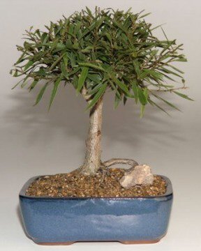 unknown <b><font color = red>FREE SHIPPING ON THIS TREE</font></b><br>Willow Leaf Ficus Bonsai Tree-Medium<br><i>(Ficus Nerifolia/Salisafolia)</i>