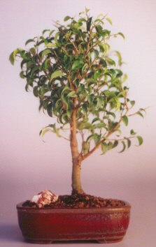 Ficus 'Too Little' - Small (ficus benjamina "too little")