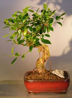unknown Ficus Retusa Bonsai Tree - Medium<br> Curved Trunk Style