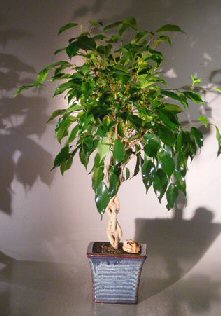 unknown Ficus Braided Twist<br><i>(Ficus Compacta)</i>