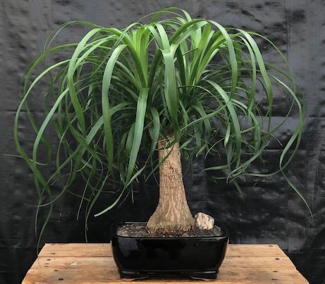 unknown Ponytail Palm - Large<br><i>(Beaucamea Recurvata)</i>