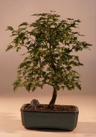 unknown Trident Maple Bonsai Tree<br><i>(Acer Buergerianum)</i>