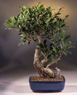 Taiwan Ficus v Curved Shaped Trunk v Large (ficus retusa)