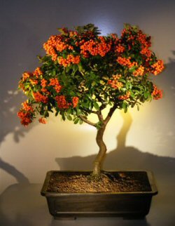 unknown Flowering Pyracantha Bonsai Tree<br><i>(pyracantha 'mohave')</i>