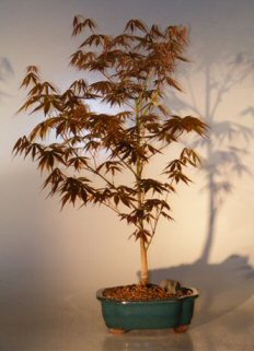 unknown Japanese Red Maple Bonsai Tree - Large<br><i>(Acer Palmatum Atropurpurea)</i>