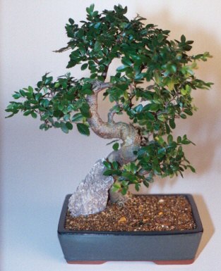 unknown Chinese Elm Bonsai Tree - Extra Large<br>Curved Trunk Style<br><i>(Ulmus Parvifolia)</i>