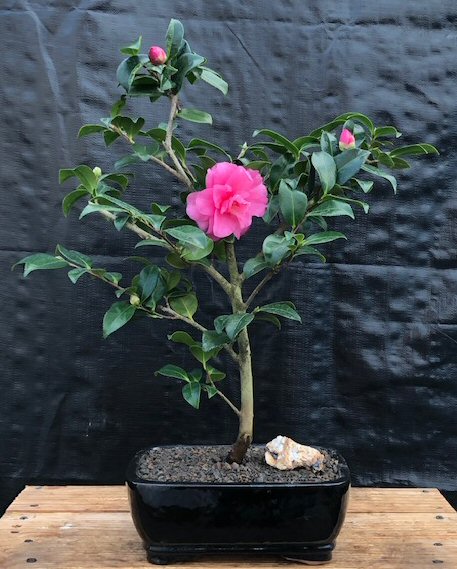 unknown Flowering Camellia Sasanqua Bonsai Tree<br><i>(Shishi Gashira)</i>