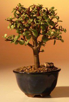 unknown Baby Jade Bonsai Tree - Small<br><i>(Portulacaria Afra)</i>