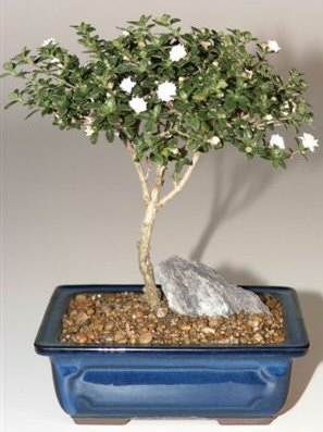 unknown Snow Rose Serissa Bonsai Tree - Medium<br><i>(serissa foetida)</i>