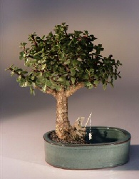 unknown Baby Jade Bonsai Tree<br><i></i>Water/Land Container - Medium<br><i>(Portulacaria Afra)</i>