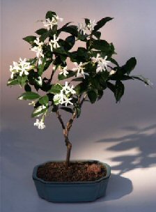 unknown Flowering White Jasmine<br><i>(trachelospermum jasminoides)</i>