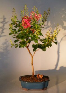 unknown Flowering Crape Myrtle Tonto - Large<br><i>(lagerstroemia indica)</i>