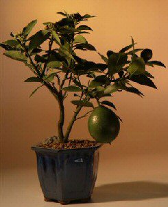unknown Flowering Lemon Bonsai Tree<br><i>(meyer lemon)</i>