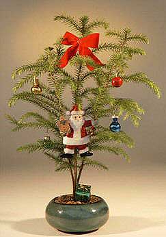 unknown Norfolk Island Pine - With Decorations <br><i>(araucaria heterophila)</i><br>(Available During November & December Only)