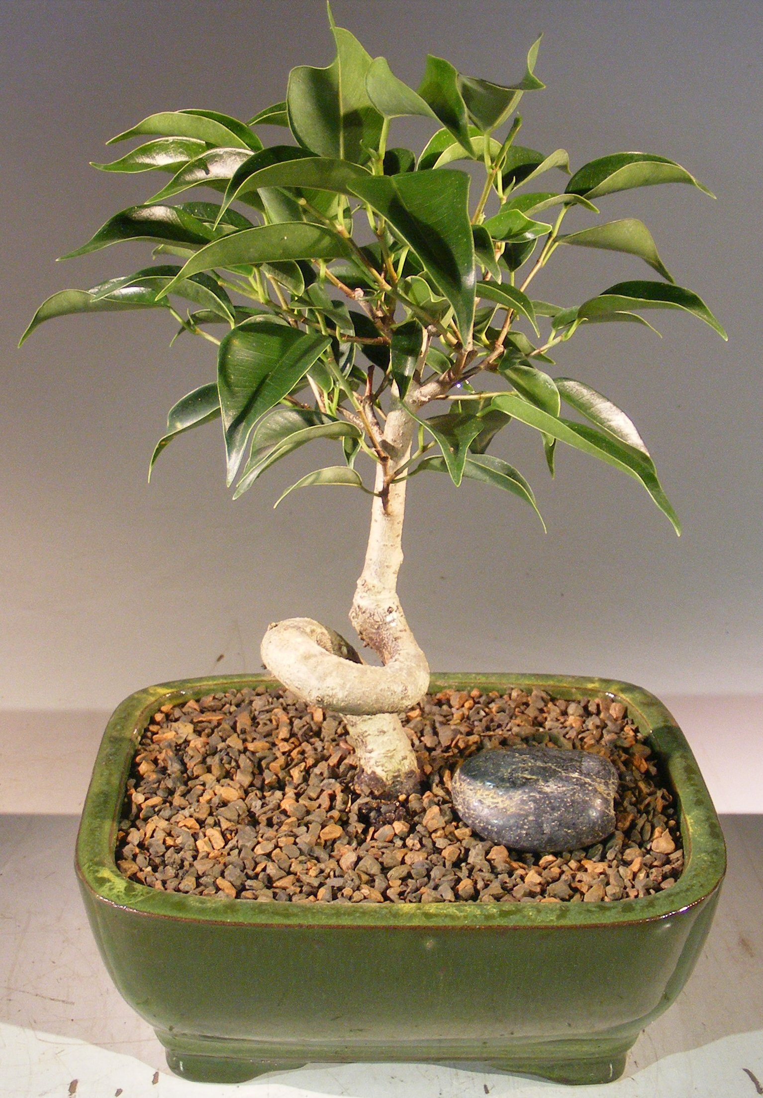 unknown Oriental Ficus Bonsai Tree - Small<br>Coiled Trunk<br><i>(ficus benjamina 'orientalis')</i>