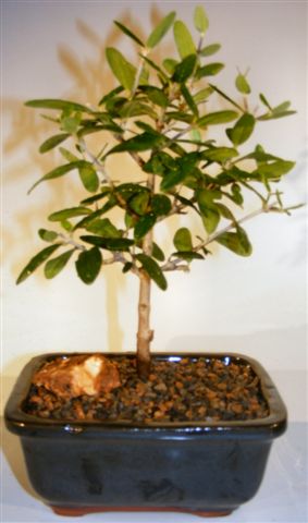 unknown Olive Bonsai Tree<br><i>(olea europaea little ollie)</i>