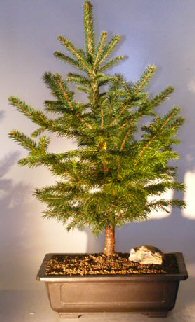 unknown Colorado Blue Spruce Bonsai Tree<br><i></i>Extra Large<br><i>(picea pungens) </i>