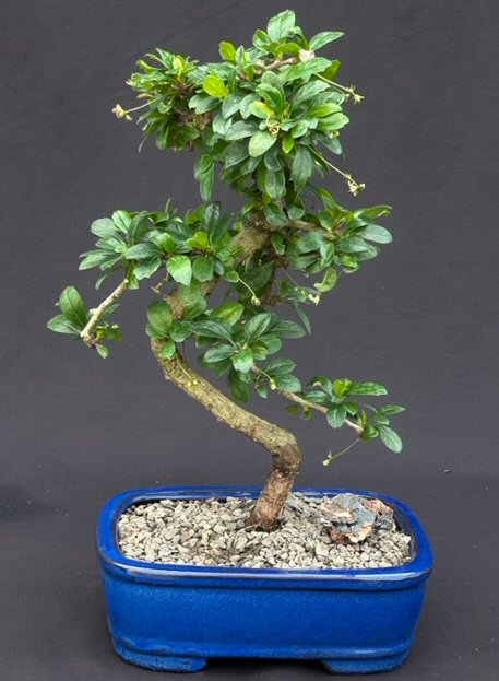 unknown Flowering Fukien Tea Bonsai Tree - Medium<br>Curved Trunk Style<br><i>(ehretia microphylla)</i>