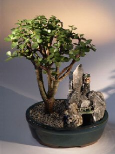 unknown Baby Jade Bonsai Tree<br>Stone Landscape Scene<br><i>(portulacaria afra)</i>