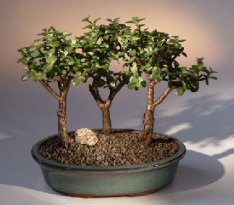 unknown Baby Jade-3 Bonsai Tree Group<br><i>(portulacaria afra)</i>
