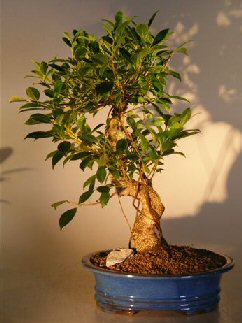 unknown Ficus Retusa Golden Coin Bonsai Tree<br><i></i> Curved Trunk - Large<br><i>(ficus retusa)</i>