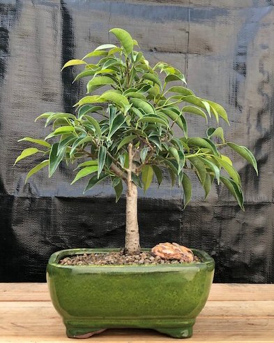 unknown Ficus Midnight Bonsai Tree- Medium<br><i>(benjamina 'midnight')</i>