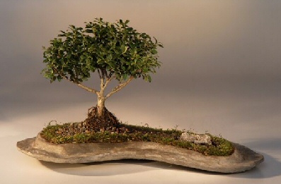 unknown Japanese Kingsville Boxwood Planted on a Rock Slab