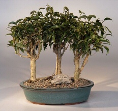 unknown Oriental Ficus Bonsai - 3 Tree Group<br><i>(ficus benjamina 'orientalis')</i>