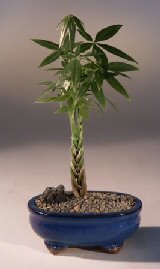 unknown Braided Money Bonsai Tree - 'Good Luck Tree'<br><i>(pachira aquatica)</i>