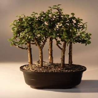 unknown Baby Jade Bonsai Tree<br>Five Tree Forest Group<br><i>(Portulacaria Afra)</i>