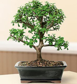 unknown <b><font color = red>FREE SHIPPING ON THIS TREE</font></b><br>Baby Jade  Bonsai Tree - Large<br><i>(Portulacaria Afra)</i>