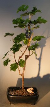 unknown Grapevine Bonsai Tree<br><i>(cabernet sauvignon)</i>