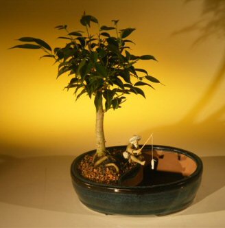 unknown Ficus Oriental Bonsai Tree/Water Bonsai Pot<br><i>(ficus 'orientalis')</i>