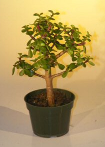 unknown Pre Bonsai Baby Jade Bonsai Tree  - Medium<br><i>(Portulacaria Afra)</i>