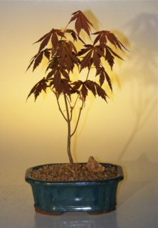 unknown Japanese Red Maple Bonsai Tree - Small<br><i>(acer palmatum 'atropurpurea')</i>