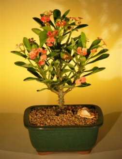 unknown Flowering Crown of Thorns Bonsai Tree - Red / Salmon<br><i>(euphorbia milii)</i>