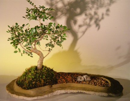 unknown Chinese Elm Bonsai Tree  On Rock Slab<br><i>(ulmus parvifolia)</i>