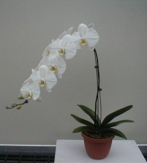 unknown White Orchid<br>Select White Phalaenopsis