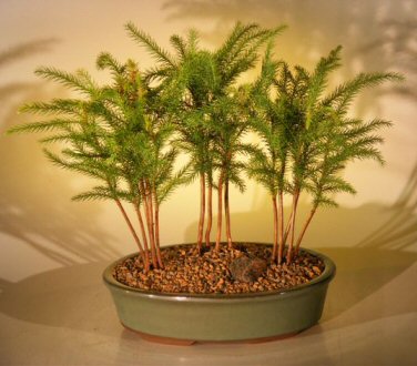 unknown Norfolk Island Pine Bonsai Tree<br>Three (3) Tree Forest Group<br><i>(araucaria heterophila)</i>